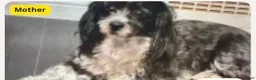 Mixed Breed dogs for sale: Mixed Breed 1 - Ad 2