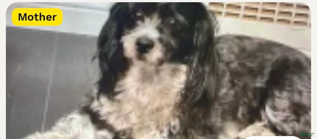 Mixed Breed dogs for sale: Mixed Breed 1 - Ad 2