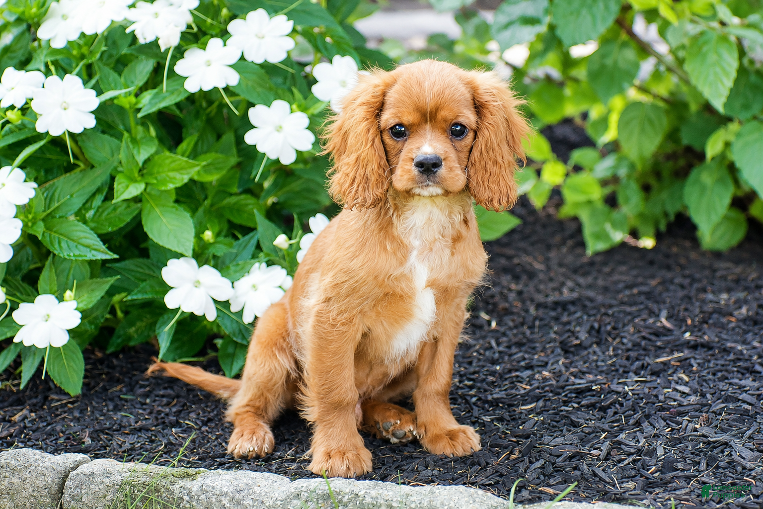 Cavalier King Charles Spaniel dogs Tyler - Ad 1
