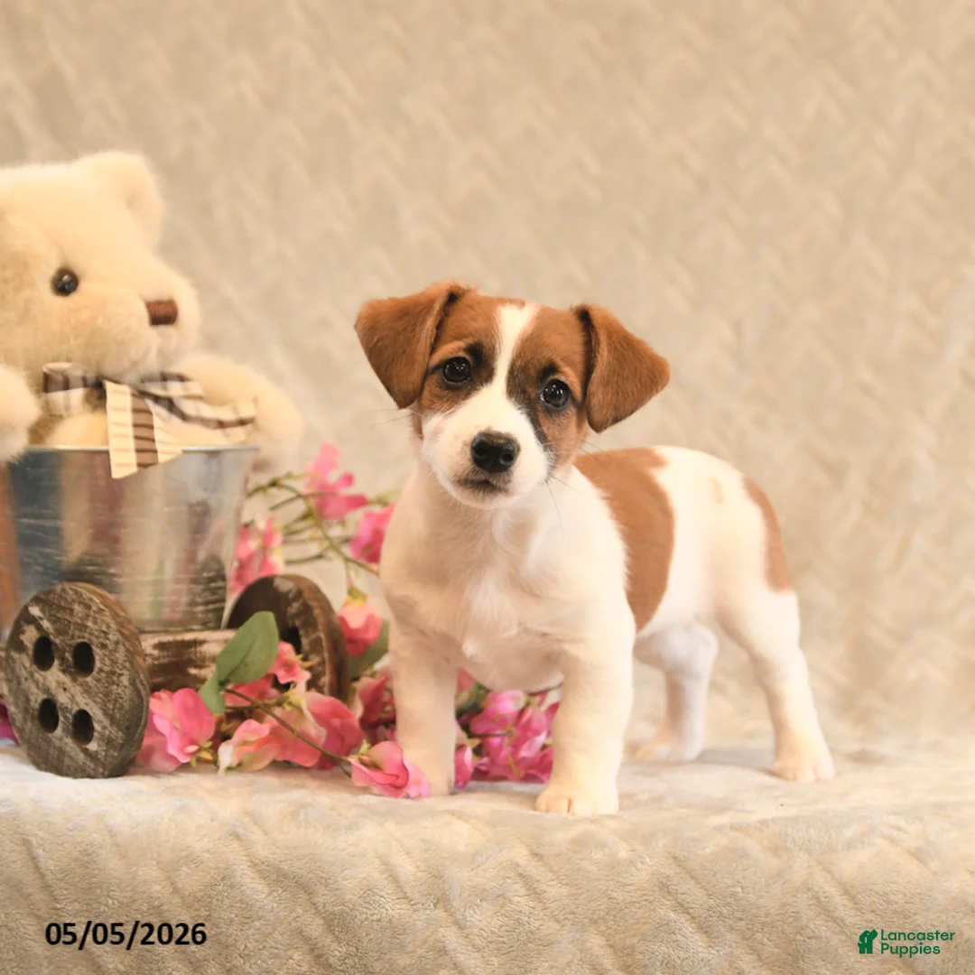 Jack Russell Terrier dogs for sale: Riley - Ad 2