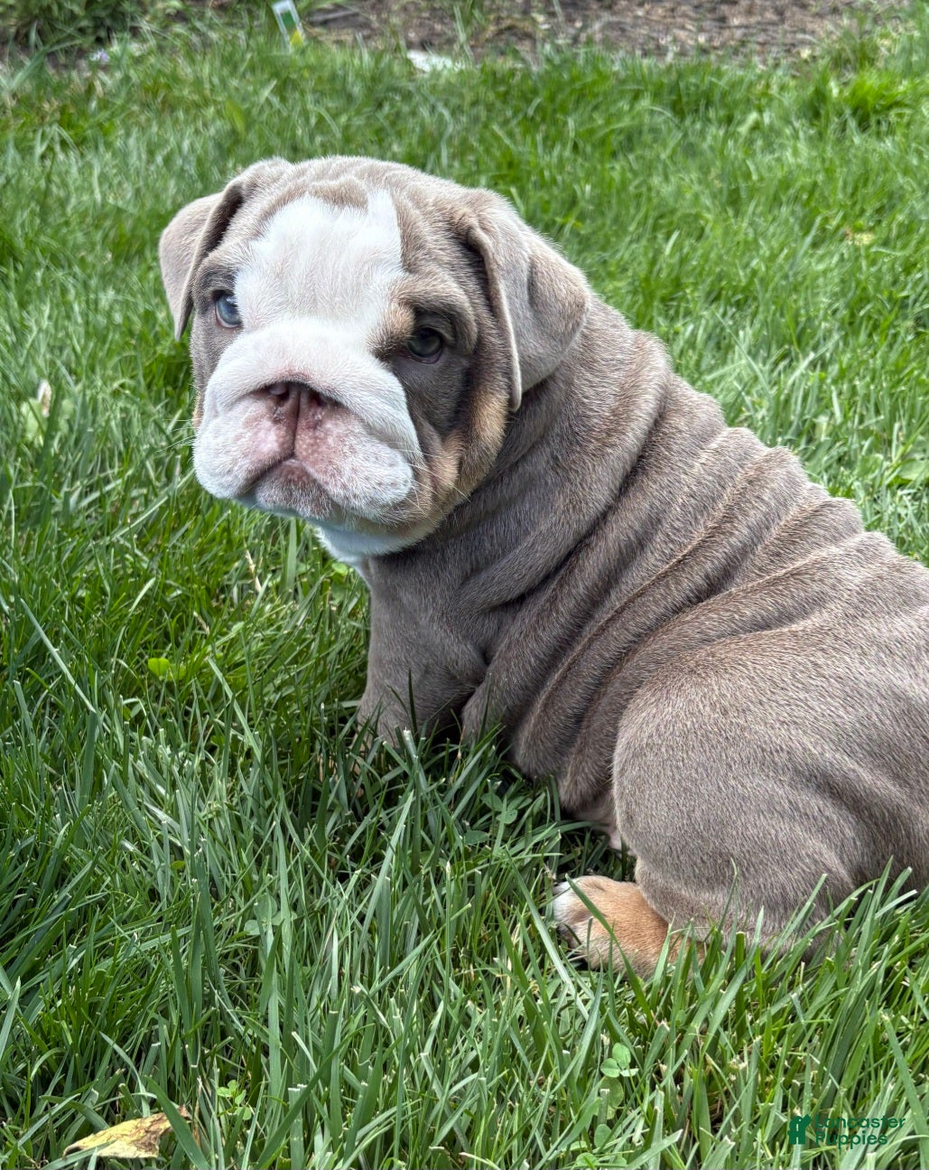 English Bulldog dogs English Bulldog Puppy 1 - Ad 36