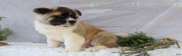 Akita dogs for sale: Trevor - Ad 34