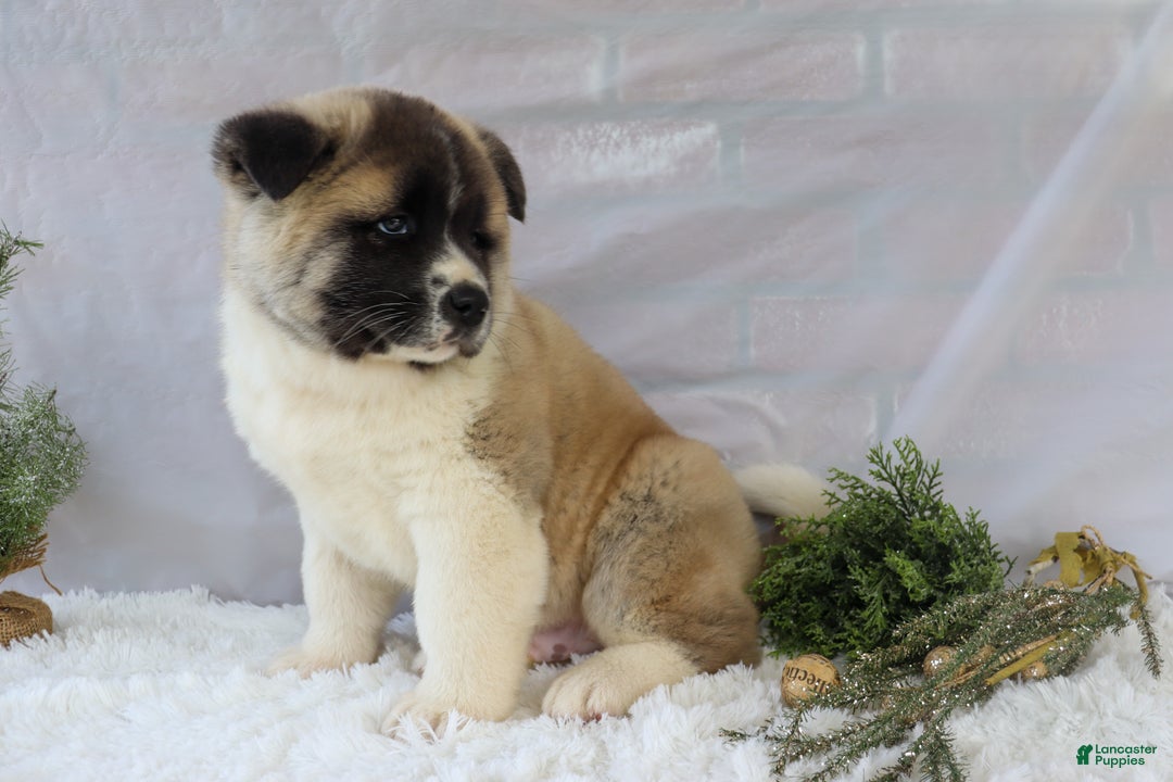 Akita dogs for sale: Trevor - Ad 34