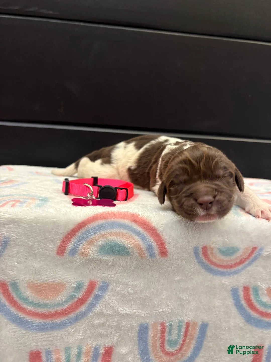 Newfoundland dogs for sale: Barbie  - Ad 1