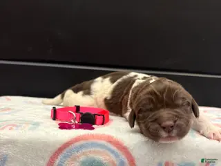 Newfoundland dogs Barbie - Ad 22