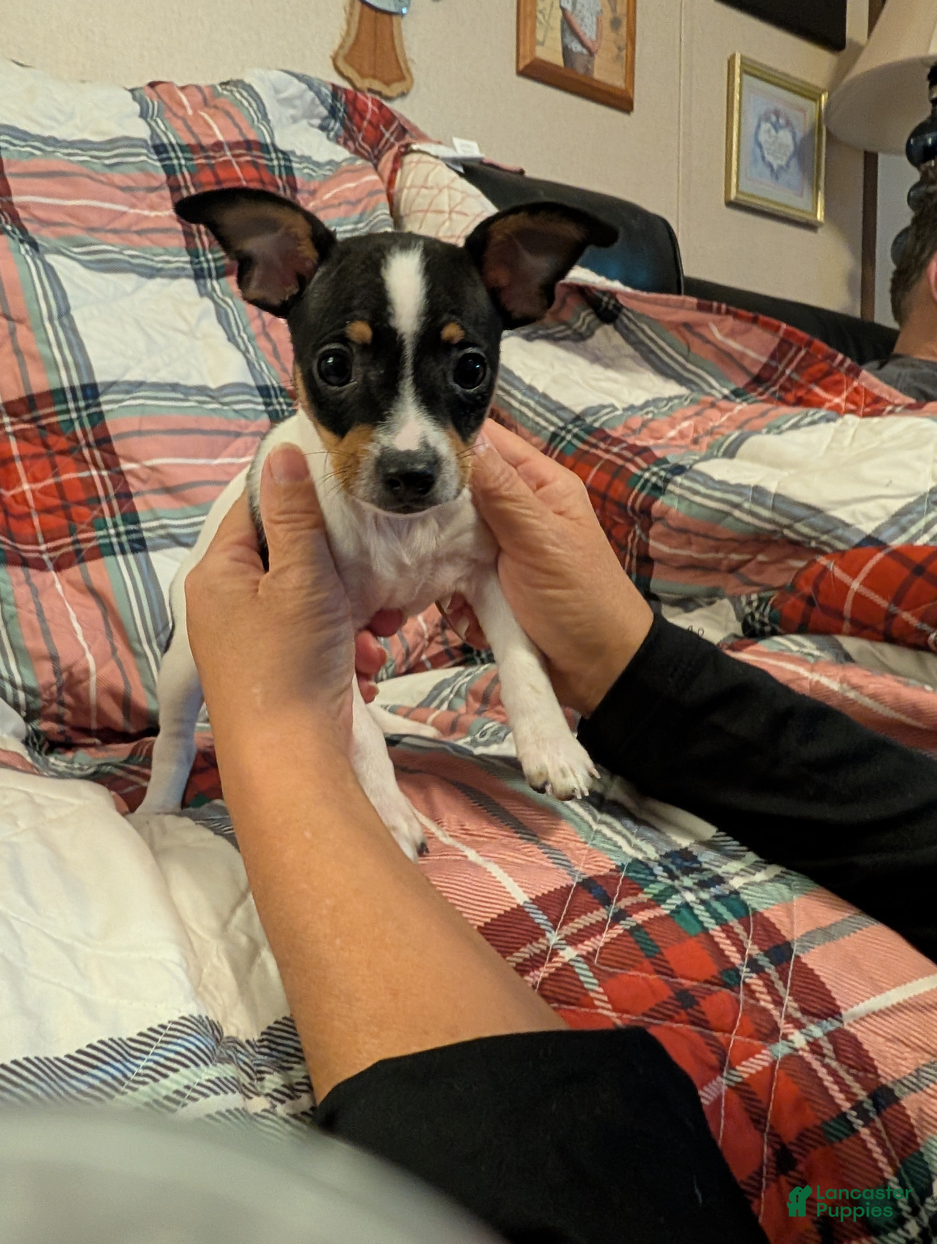 Mixed Breed dogs Ross - Ad 9