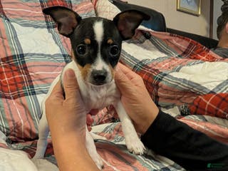 Mixed Breed dogs Ross - Ad 9