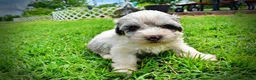 Havapoo dogs for sale: Sugar - Ad 11