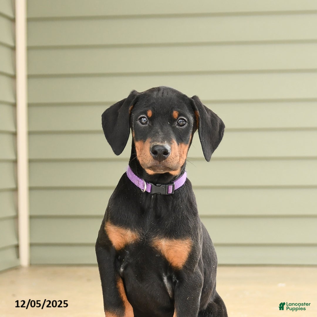 Doberman Pinscher dogs for sale: Harper - Ad 5