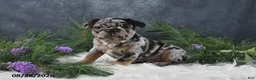 Frenchton dogs for sale: Megan - Ad 1