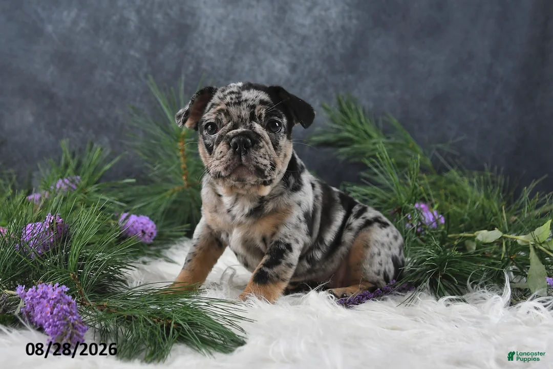 Frenchton dogs for sale: Megan - Ad 1