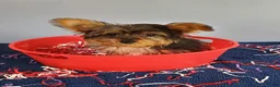Yorkshire Terrier dogs for sale: Yorkshire Terrier 1 - Ad 3