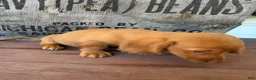 Miniature Dachshund dogs for sale: Toby - Ad 13