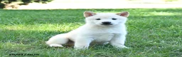 Shiba Inu dogs for sale: Gus - Ad 5