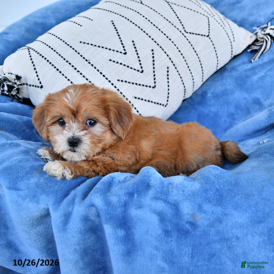 Shorkie dogs for sale: Herbie - Ad 2
