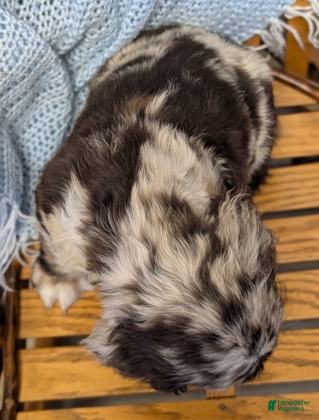 Cocker Spaniel dogs for sale: Wolf - Ad 3