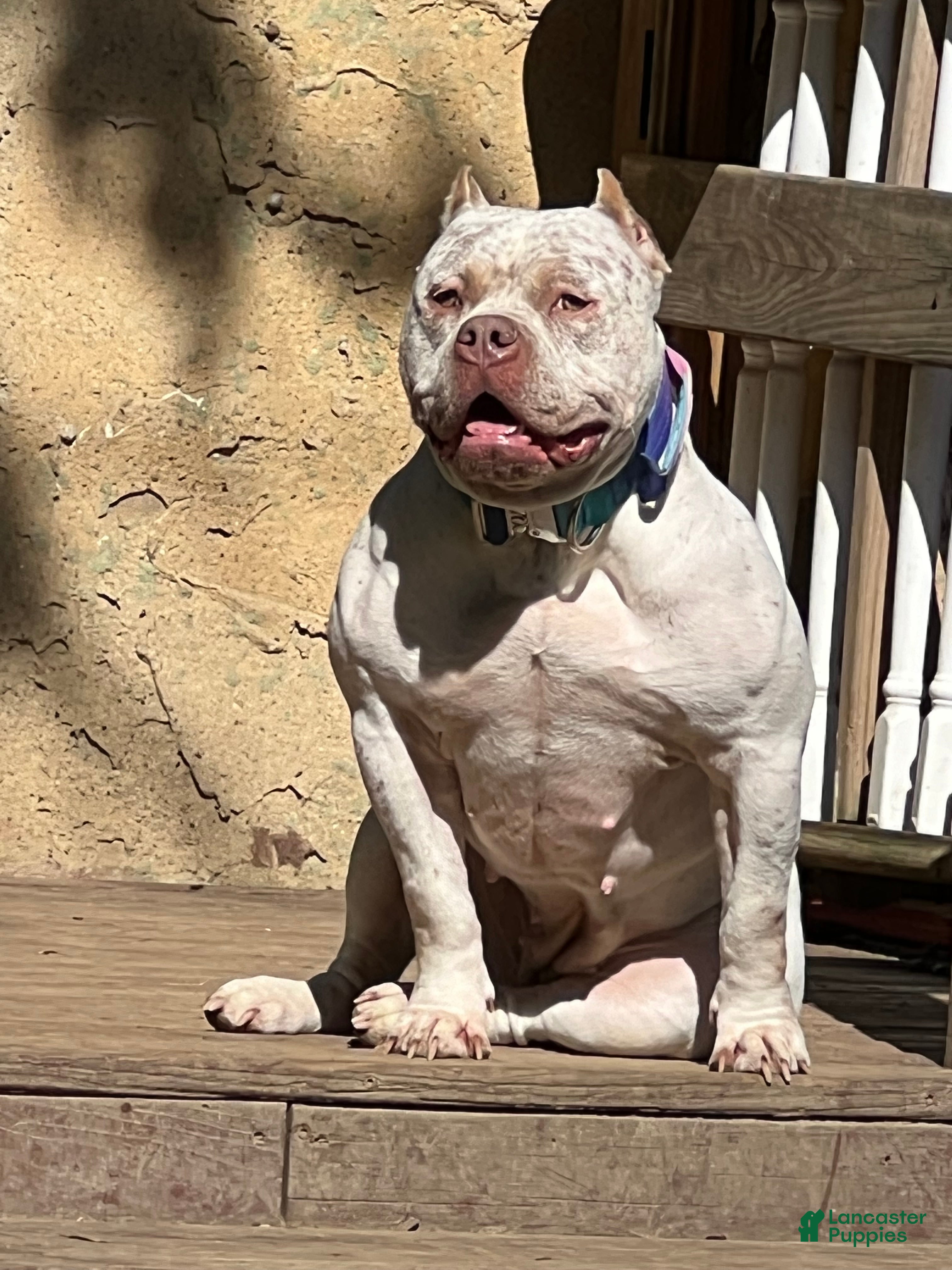 American Bully dogs American Bully Puppy 1 - Ad 25