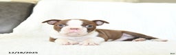 Boston Terrier dogs for sale: Crumble - Ad 2