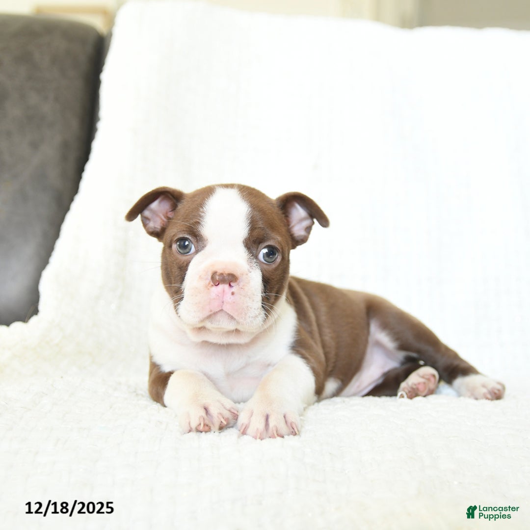 Boston Terrier dogs for sale: Crumble - Ad 2