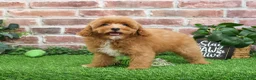 Cavapoo dogs for sale: Charles - Ad 8
