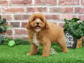 Cavapoo dogs Charles - Ad 8