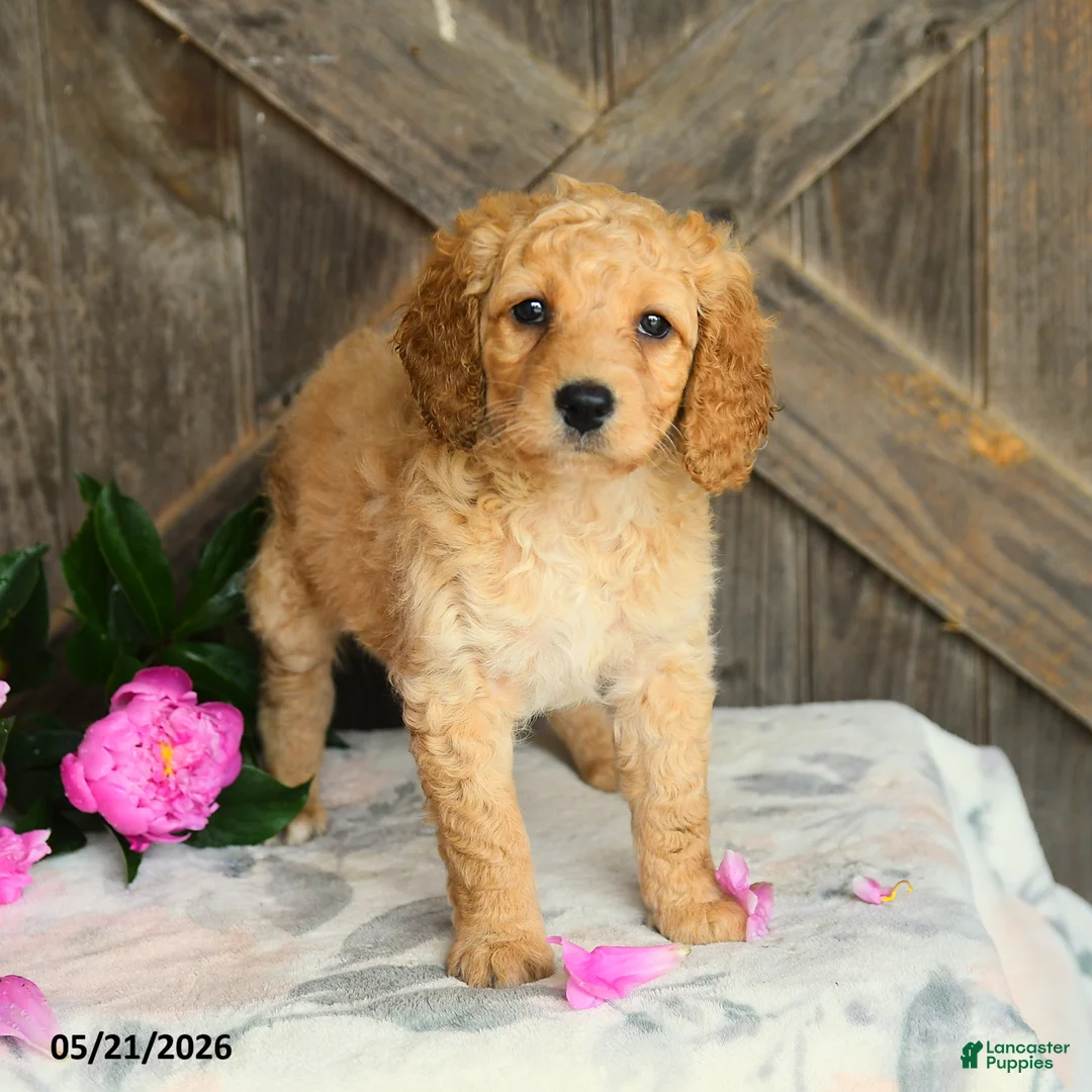 Mini Goldendoodle dogs for sale: Janet - Ad 1