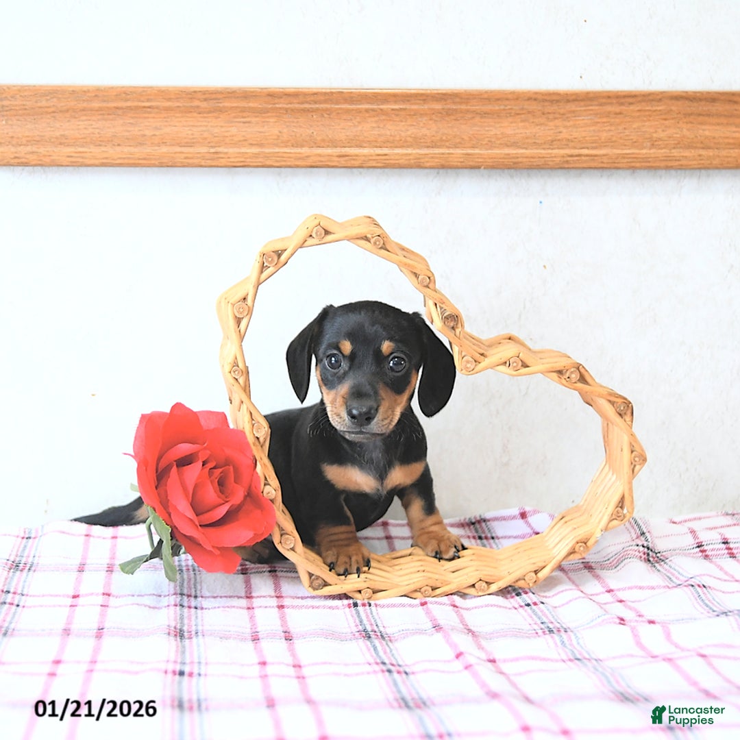 Miniature Dachshund dogs for sale: Valentine - Ad 5