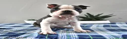 Frenchton dogs for sale: Ellie - Ad 2