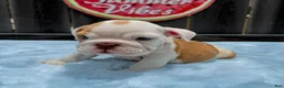 English Bulldog dogs for sale: Boby  - Ad 4