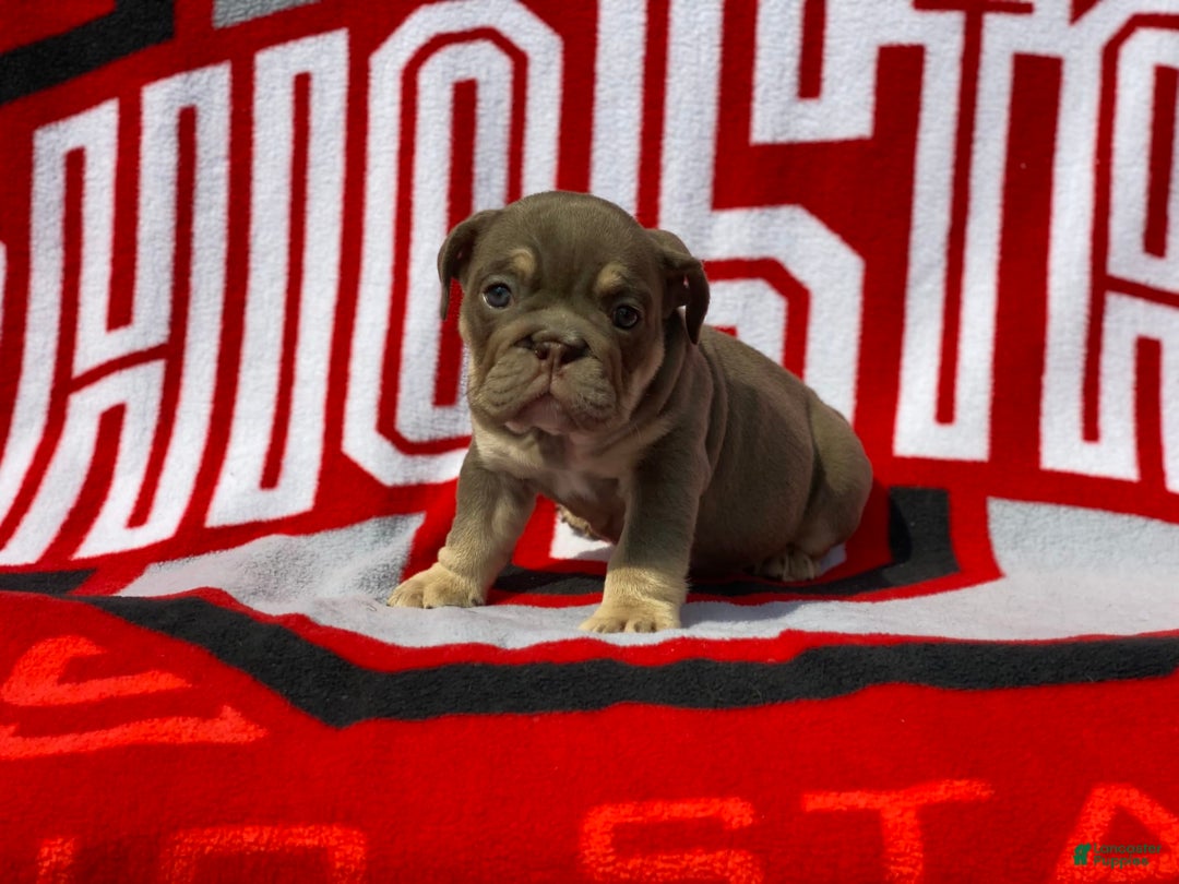 English Bulldog dogs for sale: Princess - Ad 4