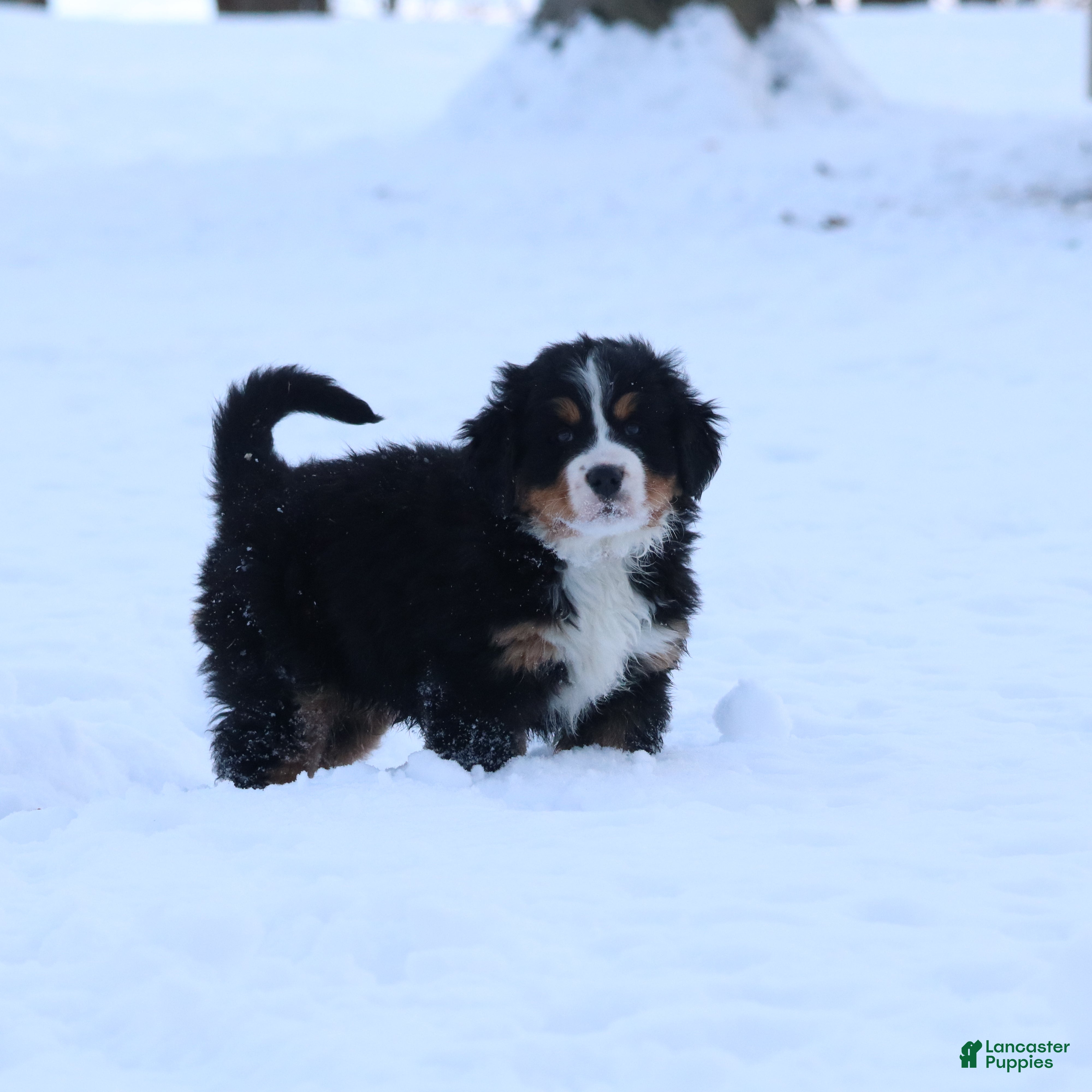 Bernese Mountain Dog dogs Bernese Mountain Dog Puppy 2 - Ad 12