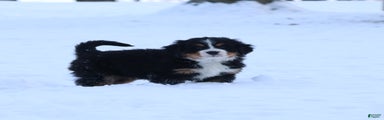 Bernese Mountain Dog Puppy 2
