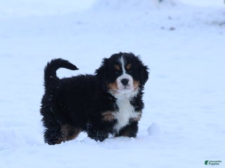 Bernese Mountain Dog dogs Bernese Mountain Dog Puppy 2 - Ad 12