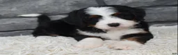 Mini Bernedoodle dogs for sale: Cinnamon  - Ad 6