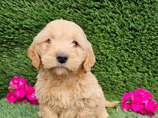 Mini Goldendoodle dogs - Ad 29