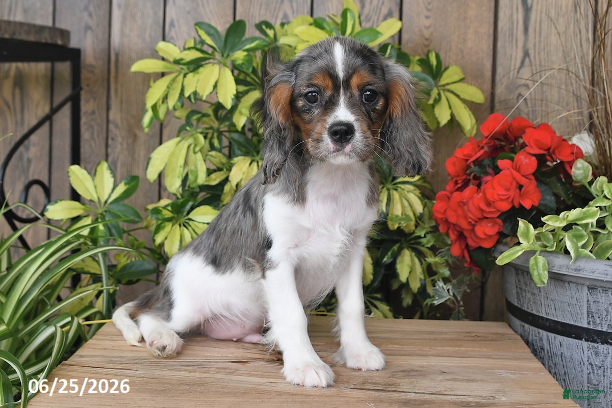 Cavalier King Charles Spaniel dogs Conner - Ad 2