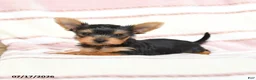 Yorkshire Terrier dogs for sale: Quilla - Ad 2