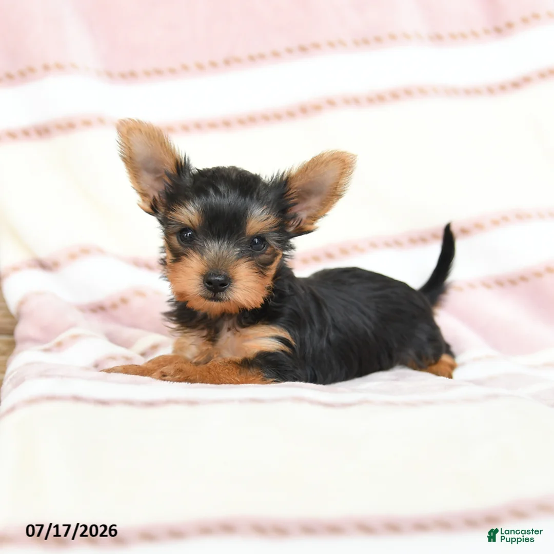 Yorkshire Terrier dogs for sale: Quilla - Ad 2