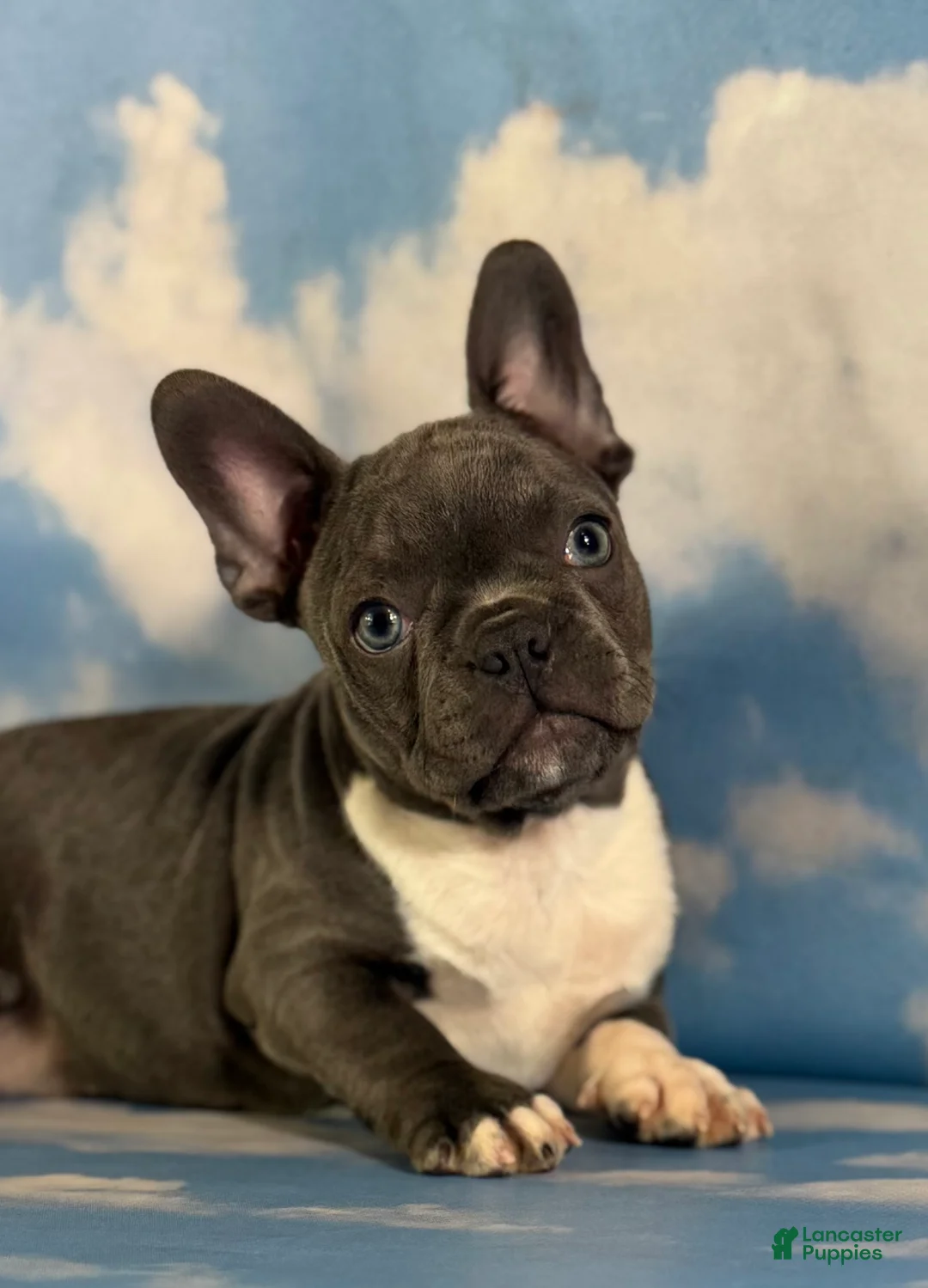 Frenchton dogs for sale: Lionel  - Ad 1