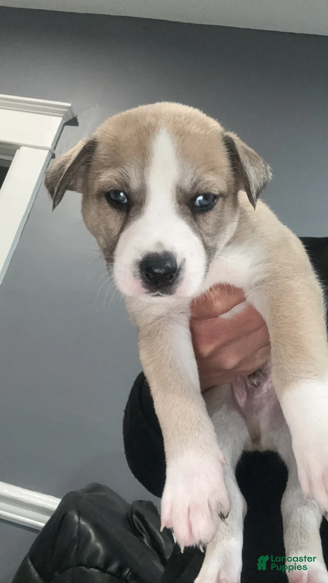 Mixed Breed dogs for sale: Mixed Breed Puppy 2 - Ad 2
