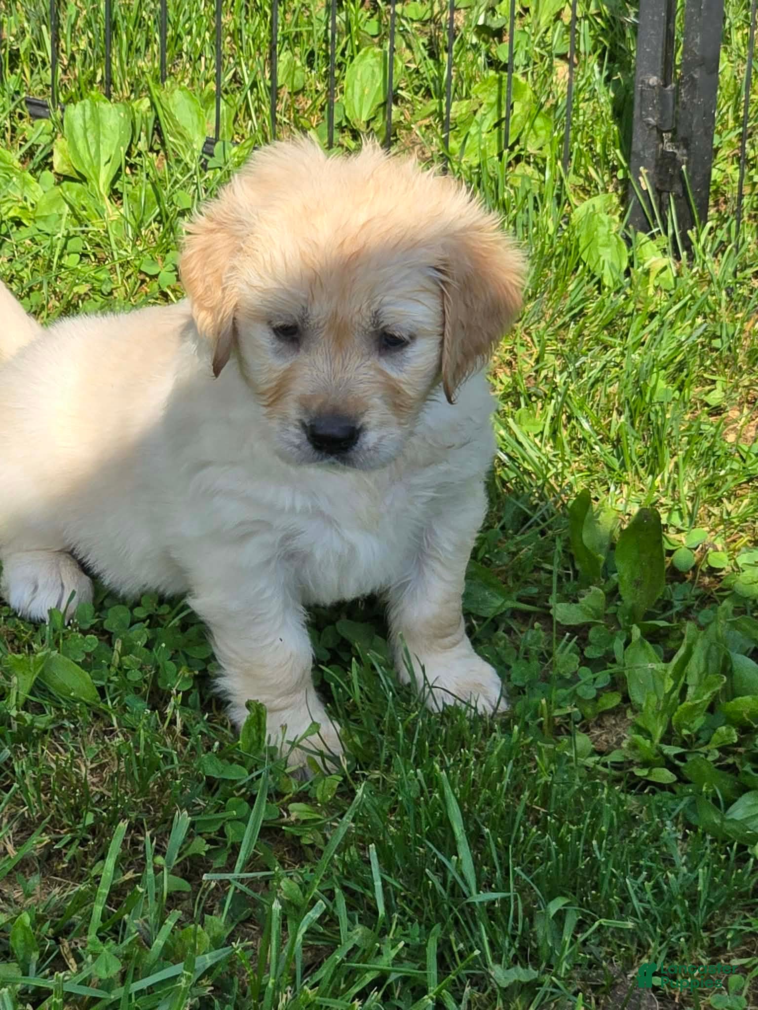 Golden Retriever dogs Golden Retriever Pink Collar - Ad 1