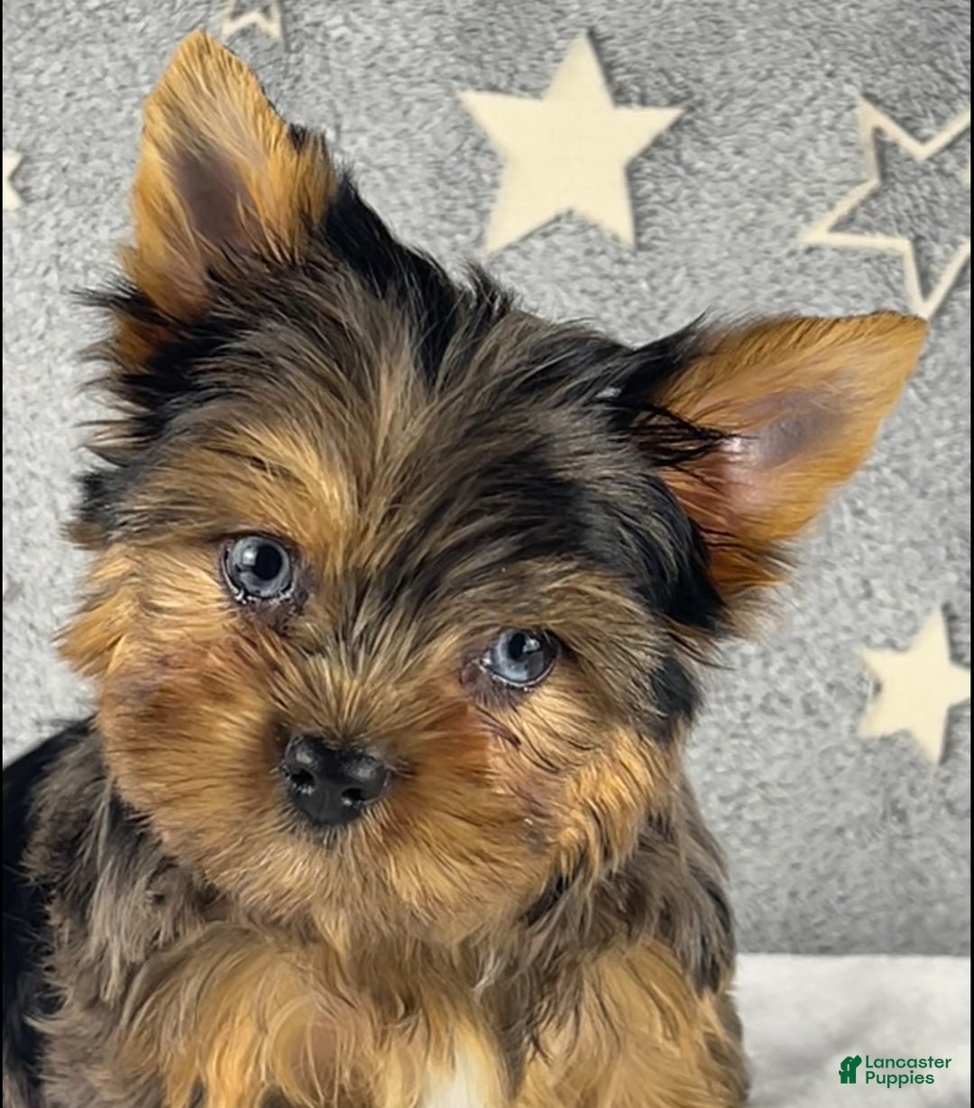 Yorkshire Terrier dogs for sale: Pixie - Ad 6