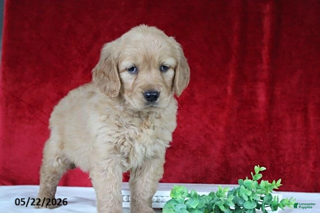 Golden Retriever dogs for sale: Rose   - Ad 2