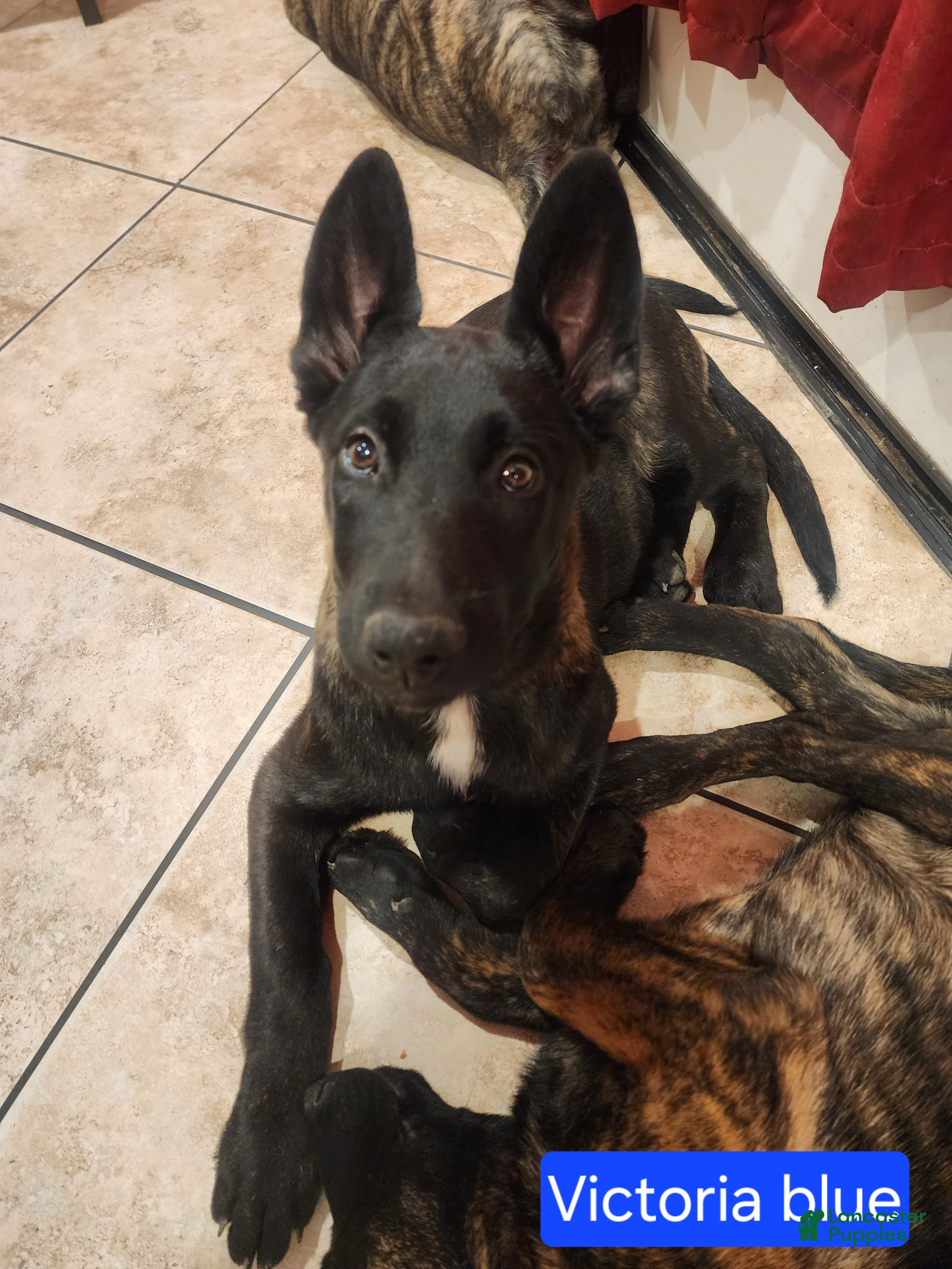 Mixed Breed dogs Hybrid Light Blue Collar Female - Ad 24