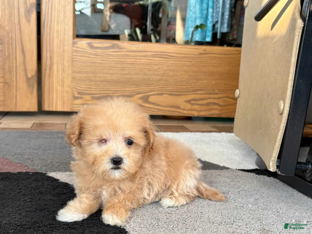 Maltipoo dogs for sale: Maltipoo Female Puppy 4 - Ad 5