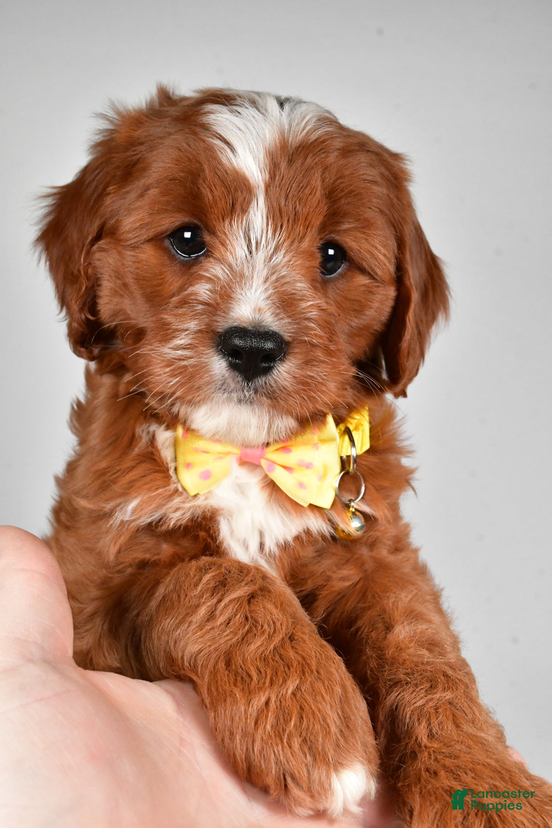 Cavapoo dogs for sale: Leo - Ad 3