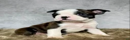 Boston Terrier dogs for sale: Mr. Jax - Ad 6