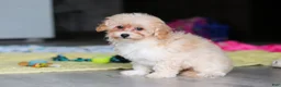 Havapoo dogs for sale: Brodie - Ad 28