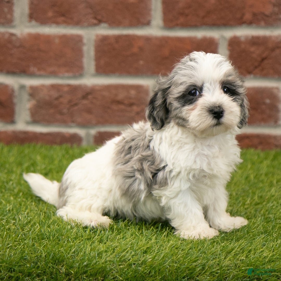 Havapoo dogs for sale: Henry - Ad 4