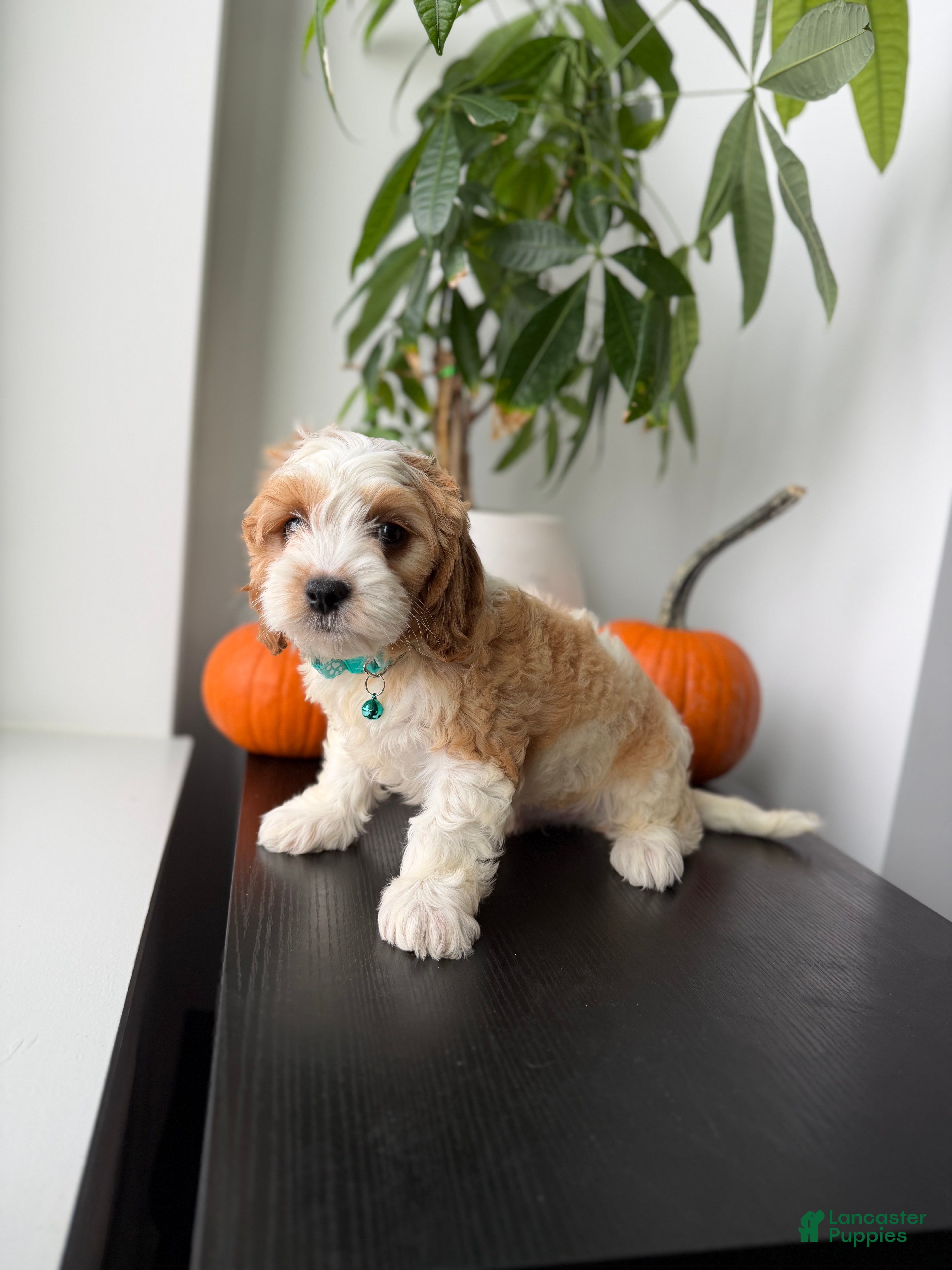 Cavapoo dogs Milo - Ad 2